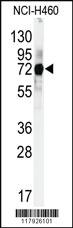 Anti-CUL5 Rabbit Polyclonal Antibody