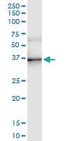 Anti-ESD Rabbit Polyclonal Antibody