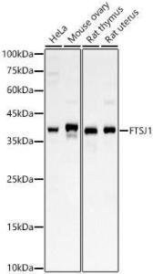 Western blot analysis of variou