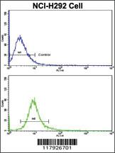 Anti-CUL5 Rabbit Polyclonal Antibody