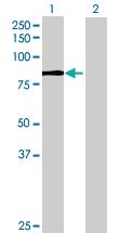 Anti-CAPN10 Mouse Polyclonal Antibody