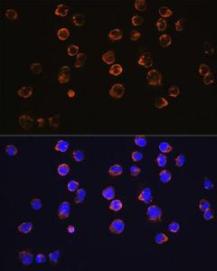 Immunofluorescence analysis of Jurkat cells using Anti-CD27 Antibody [ARC0625] (A81178) at a dilution of 1:100 (40X lens). DAPI was used to stain the cell nuclei (blue)