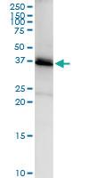 Anti-SGTA Rabbit Polyclonal Antibody