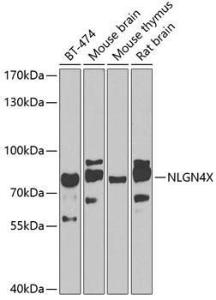 Anti-Neuroligin 4 Antibody (A10259)