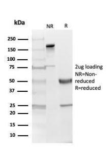 Antibody A249287-100 100 µg