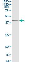 Anti-TEAD4 Mouse Monoclonal Antibody [clone: 5H3]