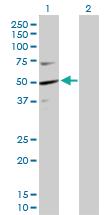 Anti-KPTN Rabbit Polyclonal Antibody