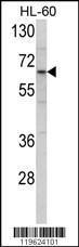 Anti-CLINT1 Rabbit Polyclonal Antibody