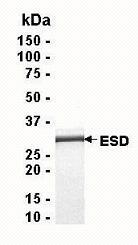 SDS PAGE: Analysis of ESD Recombinant Protein. 4-20% SDS gradient gel. Coomassie blue staining.