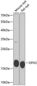 Anti-OPA3 antibody