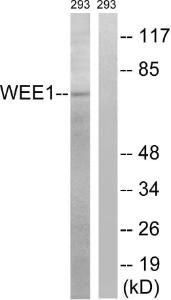 Western blot analysis of lysates from 293 cells using Anti-WEE1 Antibody. The right hand lane represents a negative control, where the antibody is blocked by the immunising peptide.