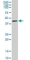 Anti-KPTN Mouse Monoclonal Antibody [clone: 1C7]