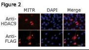 Anti-HDAC9 Rabbit Polyclonal Antibody (PE (Phycoerythrin))