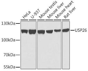 Antibody anti-USP26 100 µl