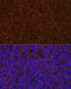 Immunofluorescence analysis of rat thymus using Anti-CD27 Antibody [ARC0625] (A81178) at a dilution of 1:100 (40X lens). DAPI was used to stain the cell nuclei (blue)