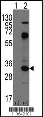 Anti-CPA3 Rabbit Polyclonal Antibody