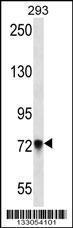 Anti-PCDHB5 Rabbit Polyclonal Antibody (FITC (Fluorescein Isothiocyanate))