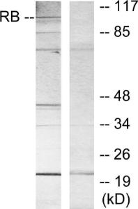 Antibody A94525-100