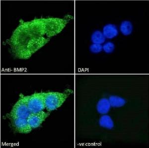 Anti-BMP2 Antibody (A121170) - Immunofluorescence analysis of paraformaldehyde fixed HEK293 cells, permeabilized with 0.15% Triton. Primary incubation 1 hr (10 µg/ml) followed by Alexa Fluor 488 secondary Antibody (2 µg/ml), showing vesicle staining.