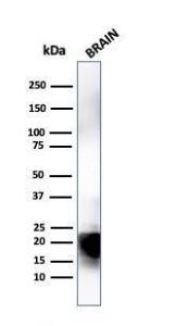 Antibody A249287-100 100 µg