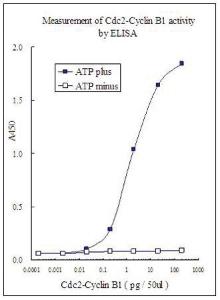 Anti-RB1 Mouse Monoclonal Antibody [clone: 3C11]