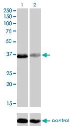 Anti-TEAD4 Mouse Monoclonal Antibody [clone: 5H3]