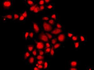 Immunofluorescence analysis of A549 cells using Anti-Myeloid leukemia factor 1 Antibody (A10262)