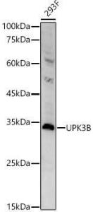 Western blot analysis of 293F, using Anti-Uroplakin IIIB Antibody (A308480) at 1:400 dilution. The secondary Antibody was Goat Anti-Rabbit IgG H&L Antibody (HRP) at 1:10000 dilution. Lysates/proteins were present at 25 µg per lane