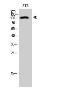 Antibody A94525-100