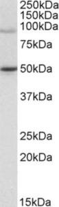 EB05132 (1 µg/ml) staining of Jurkat lysate (35 µg protein in RIPA buffer). Primary incubation was 1 hour. Detected by chemiluminescence.