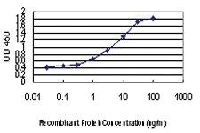 Anti-TEAD4 Mouse Monoclonal Antibody [clone: 5H3]