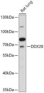 Antibody A308482-100 100 µl