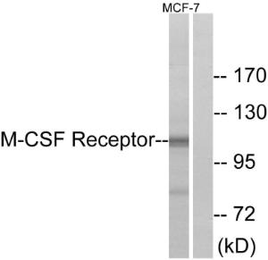 Western blot analysis of lysates from MCF7 cells using Anti-M-CSF Receptor Antibody The right hand lane represents a negative control, where the antibody is blocked by the immunising peptide