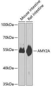 Western blot analysis of extracts of various cell lines, using Anti-Pancreatic alpha amylase Antibody (A10272) at 1:1,000 dilution The secondary antibody was Goat Anti-Rabbit IgG H&L Antibody (HRP) at 1:10,000 dilution Lysates/proteins were present at 25 µg per lane