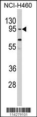 Anti-CLOCK Rabbit Polyclonal Antibody