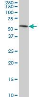 Anti-TEAD4 Mouse Monoclonal Antibody [clone: 5H3]