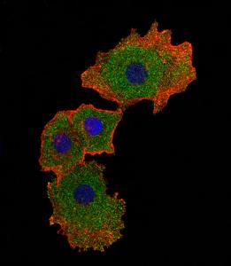 Anti-SMAD9 Rabbit Polyclonal Antibody (PE (Phycoerythrin))