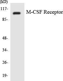 Antibody A94528-100