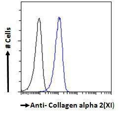 Anti-Collagen type XI alpha 2 Antibody (A121140) - Flow cytometric analysis of paraformaldehyde fixed A431 cells (blue line), permeabilized with 0.5% Triton