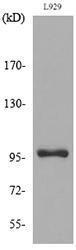 Western blot analysis of lysate from L929 cells using Anti-MACC1 Antibody