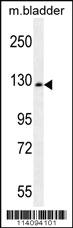 Anti-CHRD Rabbit Polyclonal Antibody