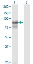 Anti-PCDHGB2 Mouse Monoclonal Antibody [clone: 6E9]