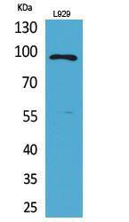 Western blot analysis of L929 cells using Anti-MACC1 Antibody