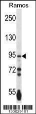 Anti-PCDHGA3 Rabbit Polyclonal Antibody (AP (Alkaline Phosphatase))