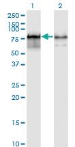 Anti-PWP1 Mouse Monoclonal Antibody [clone: 3A11]