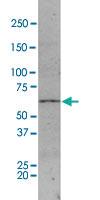 Anti-Gls Mouse Monoclonal Antibody [clone: 120]