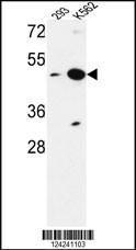 Anti-NUPL2 Rabbit Polyclonal Antibody (FITC (Fluorescein Isothiocyanate))