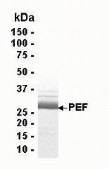 SDS PAGE: Analysis of PEF Recombinant Protein. 4-20% SDS gradient gel. Coomassie blue staining.