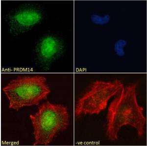 Anti-PRDM14 Antibody (A121177) - Immunofluorescence analysis of paraformaldehyde fixed HeLa cells, permeabilized with 015%