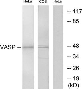 Anti-VASP Rabbit Polyclonal Antibody